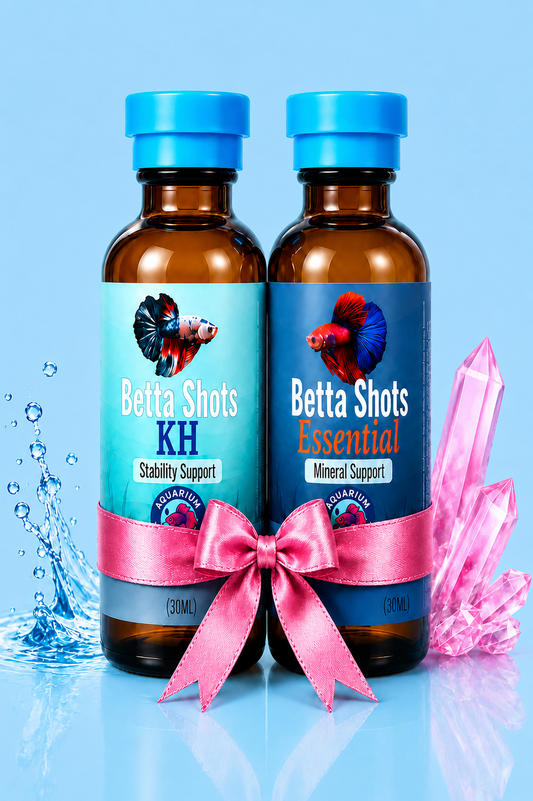 The Starter Betta Water Routine